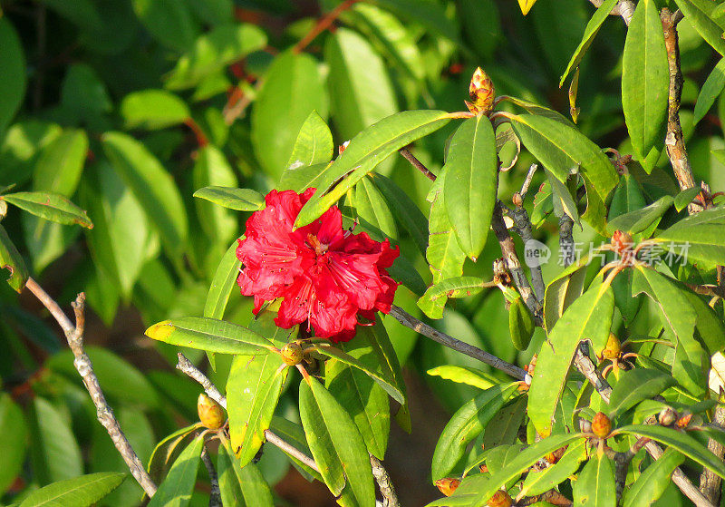 杜鹃的花和叶。杜鹃在尼泊尔语中被称为Lali gurans，是尼泊尔深受喜爱的国花。
